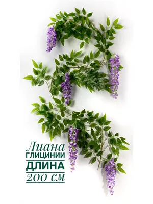 Глицинии в саду» — создано в Шедевруме