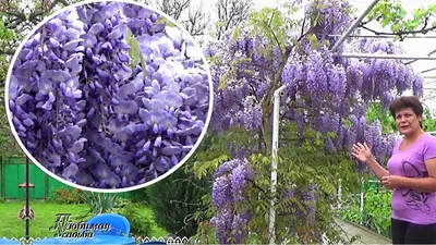 ❀ Глициния - роскошная лиана для сада | GreenMarket