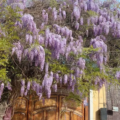 Глициния китайская (Wisteria shinensis) — путеводитель по отдыху в Крыму