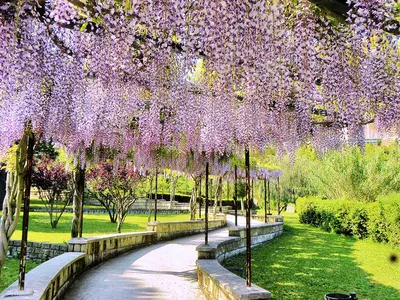Глициния (Вистерия) Floribunda Сиреневая саженец в горшке купить в Бресте и  с доставкой почтой |VERESK