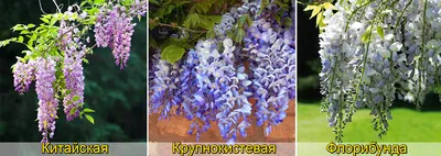 12 шт./партия, Декоративная гирлянда из искусственной Глицинии, 43,3 дюйма  | AliExpress