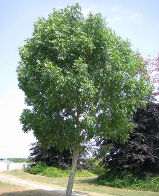 Ясень обыкновенный `Алтена`, Fraxinus excelsior `Altena` | СадПарад