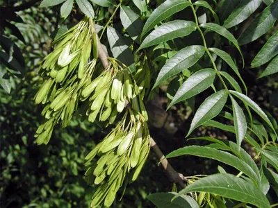 Ясень обыкновенный \"Fraxinus excelsior\" купить по цене 1200 рублей от  питомника саженцев и растений Центросад | Фото и консультация по уходу