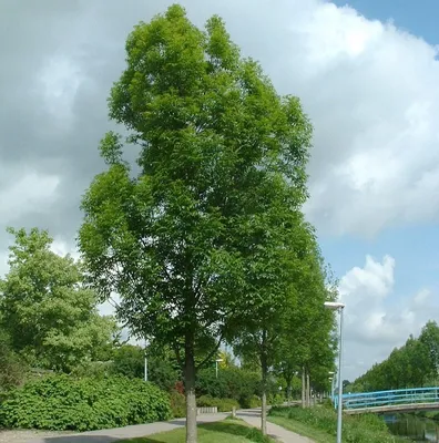 Ясень обыкновенный (Fraxinus excelsior) | Ракита. Питомник растений