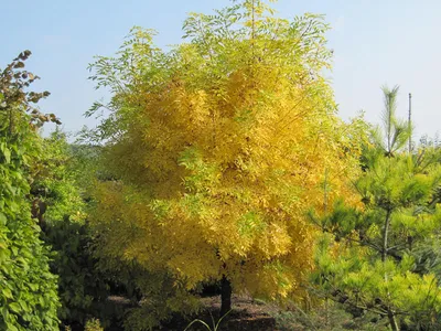 Fraxinus excelsior - Ясень обыкновенный | Mustila
