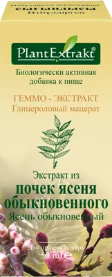 Ясень обыкновенный | Купить саженцы в Нижнем Новгороде