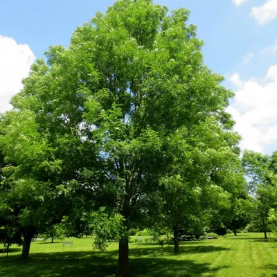 Fraxinus excelsior, Ясень обыкновенный