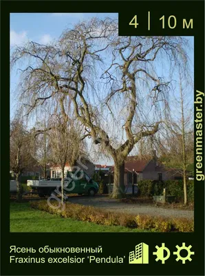 Ясень обыкновенный, Faxinus excelsior