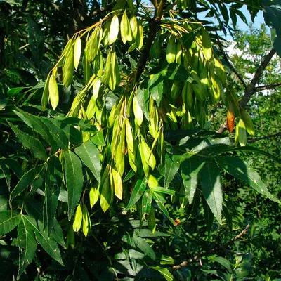 Саженцы ясеня обыкновенного нана (fraxinus excelsior nana) купить в Москве  по цене от 800 рублей