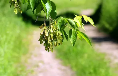 Ясень Fraxinus, ясень обыкновенный, ясень пенсильванский, ясень белый