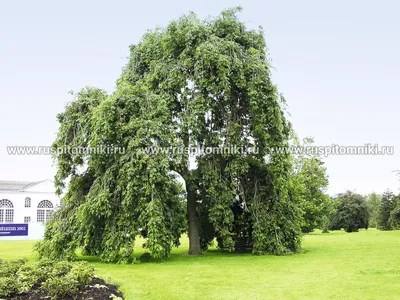 Ясень обыкновенный (Fráxinus excélsior) С30, 350-400 см, цена в  Санкт-Петербурге от компании Вилла-планта (садовый центр и питомник  растений, ландшафтное бюро)