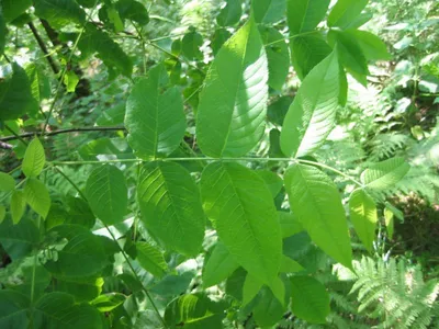 Ясень Fraxinus, ясень обыкновенный, ясень пенсильванский, ясень белый