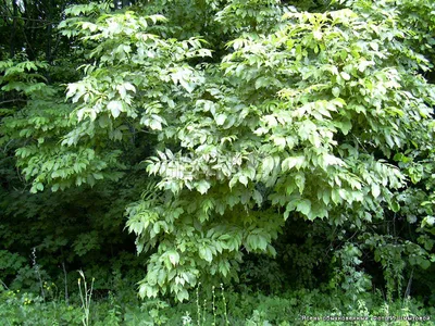 Ясень обыкновенный (Fraxinus excelsior) - PictureThis