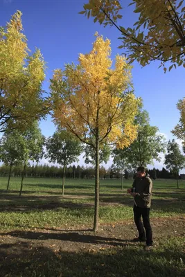 Ясень обыкновенный или высокий (Fraxinus excelsior) - Лиственные растения  весна 2024 года - купить лиственные растения спирея, кизильник, барбарис,  лапчатка.