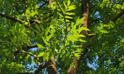 Ясень пенсильванский с доставкой! 🌱 [С106047]