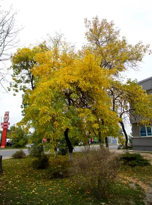 Ясень обыкновенный, Faxinus excelsior