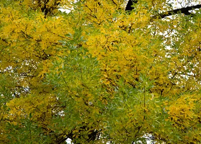 Ясень обыкновенный (Fráxinus excélsior) С30, 350-400 см, цена в  Санкт-Петербурге от компании Вилла-планта (садовый центр и питомник  растений, ландшафтное бюро)