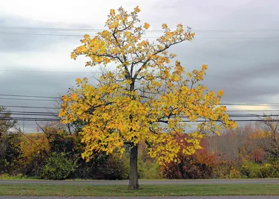 Листья ясеня осенью (Много фото) - treepics.ru