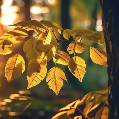 https://elements.envato.com/ru/photos/%D0%BB%D0%B8%D1%81%D1%82%D1%8C%D1%8F+%D1%8F%D1%81%D0%B5%D0%BD%D1%8F