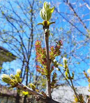 Фотографии весны - Ясень обыкновенный (Fraxinus excelsior) - Spikальбом