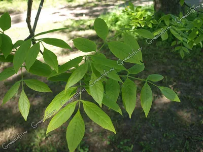 Ясень золотистый \"Fraxinus\" купить по цене цена по запросу от питомника  саженцев и растений Центросад | Фото и консультация по уходу