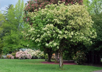 Ясень обыкновенный (Fraxinus excelsior) | Ракита. Питомник растений