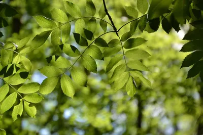 Вагонка ясень, вагонка из ясеня цена производителя - купить вагонку ясень  без посредников : Статьи : Запах дерева - экологичное решение, вагонка  сосна, вагонка ольха, вагонка липа, вагонка блок-хаус, имитация бруса,  доска пола