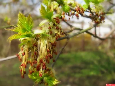 Купить ясень обыкновенный (fraxinus excelsior) 3,0-3,5м, с15/грунт саженец  с доставкой в Ростове-на-Дону и России