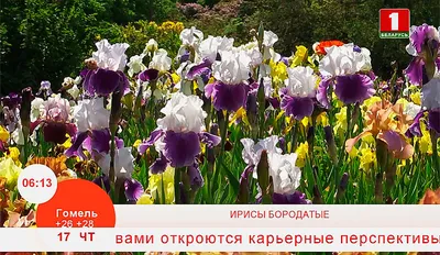 Выставка ирисов
