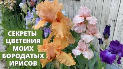 Ирисы. Разные виды в моем саду. | Сад Ларисы в Каменке | Дзен