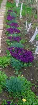 Купить ирисы