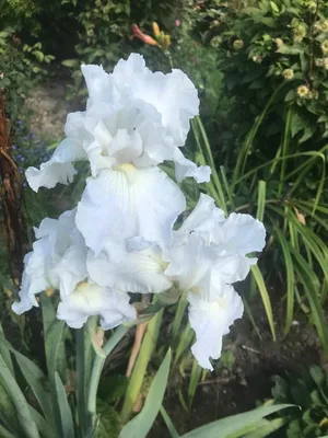 Цветы ИРИСЫ фото сорта. Каталог ирисов 2023. Купить ирисы в Москве заказать  по почте интернет магазин цены сад и посадка ирисов.