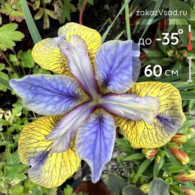Ирис бородатый белый с голубыми бутонами (Iris germanica)