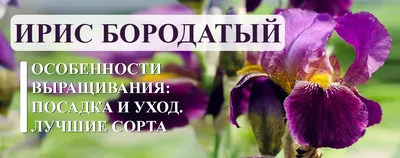 Белый и синий ирис в саду на фоне зеленых растений | Премиум Фото