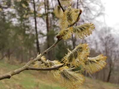 Ива козья штамбовая(Salix caprea L)