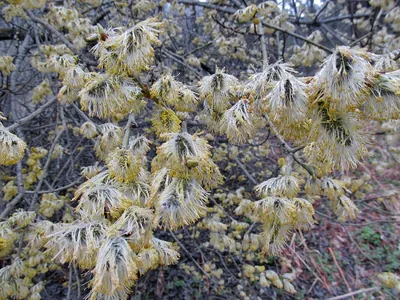 Ива козья (Pendula)