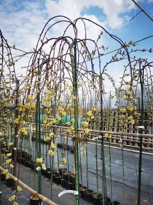 Ива козья (Salix caprea) — купите саженцы в контейнере в Краснодаре -  Прекраснодар — новогодние ёлочные базары в Краснодаре