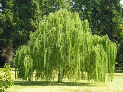 Ива козья (лат. Salix caprea L.). Экспозиция Растительный мир. Сахалинский  зооботанический парк.