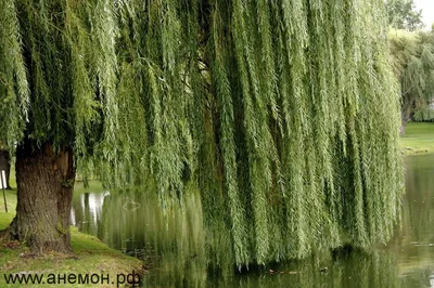 Ива золотистоволосистая (Salix sepulcralis)