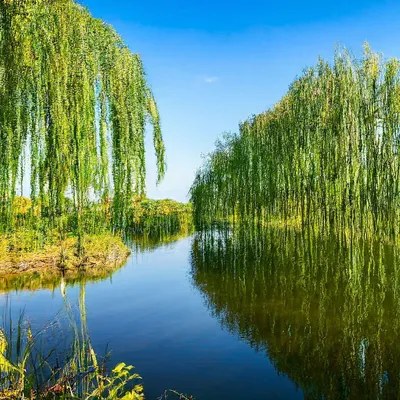 Настой из ивы (ивовая вода): средство против черной ножки, прекрасный  укоренитель и фунгицид | Дачные истории | Дзен