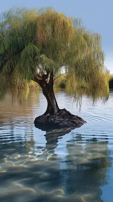 Ива \"Водопад\"