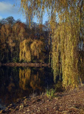 Плакучая Ива Вода Альстер - Бесплатное фото на Pixabay - Pixabay