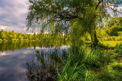красивая розовая ива у воды в туманный день в японии, красивая плакучая  вишня, Hd фотография фото, завод фон картинки и Фото для бесплатной загрузки