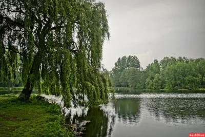 Ива около реки - фото и картинки: 53 штук