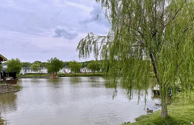 Старые ивы склонились над заболоченным берегом реки. Село Архангельское.  Россия. foto de Stock | Adobe Stock