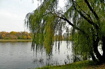 картинки : Ива, воды, Пруд, Деревьями, Спокойствие, Зеленый, Размышления,  дерево, Растительность, природа, Прибрежная зона, Болото, естественный  запас, Экосистемный, Водный путь, Прибрежный лес, Древесное растение,  банка, Заболоченные земли, болотный ...