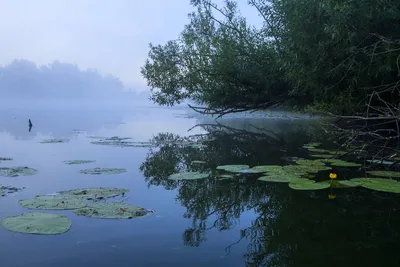 Фото ивы у воды фотографии