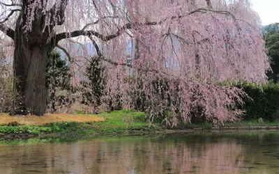 Файл:Salix catkins Ива весной Сережки 01.jpg — Википедия