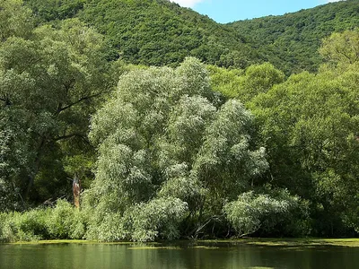 Ива весной цветет сережками. Stock Photo | Adobe Stock