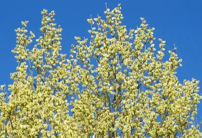 Пеларгония ИВ-ВЕСНА НА ЗАРЕЧНОЙ УЛИЦЕ купить, отзывы, фото, доставка -  sp-garden.ru cовместные покупки для сада